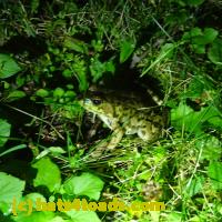 /home//u458753944/public_html/sourcegallery/////Frogs/More bullfrogs/P8150250.JPG